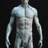 Male Anatomy Muscles - 1/5 Statue