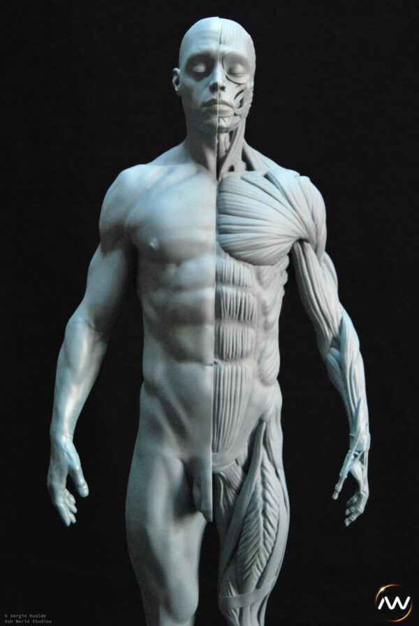 Male Anatomy Muscles - 1/5 Statue