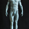 Male Anatomy Muscles - 1/5 Statue