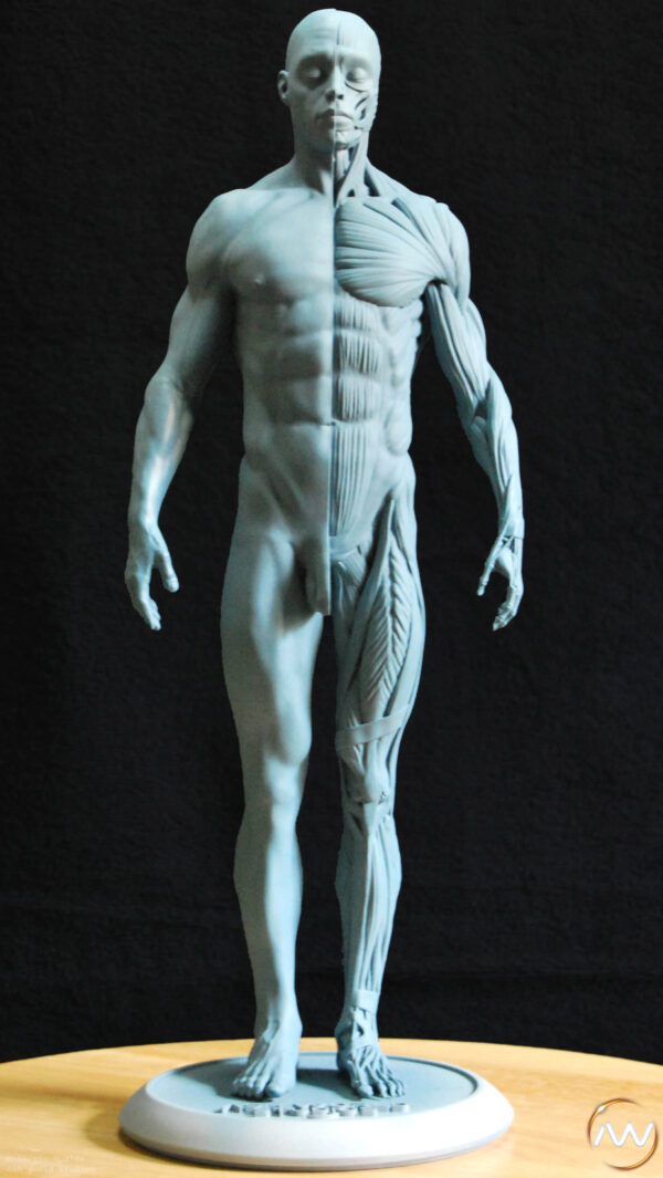 Male Anatomy Muscles - 1/5 Statue