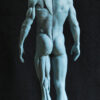 Male Anatomy Muscles - 1/5 Statue