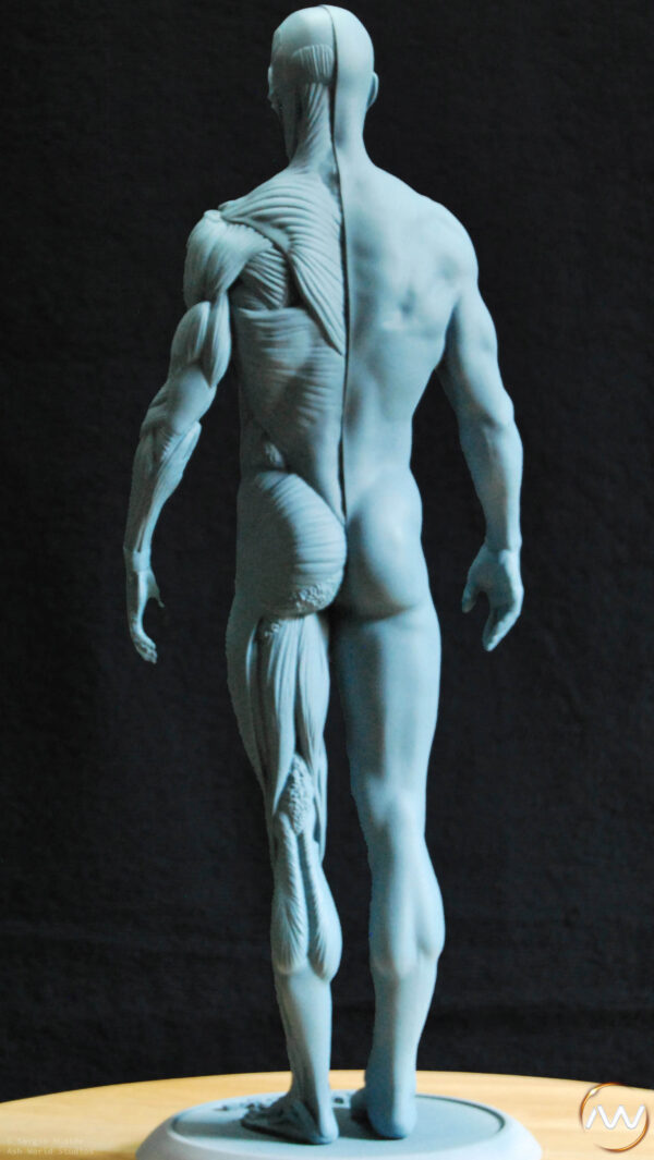 Male Anatomy Muscles - 1/5 Statue