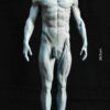 Male Anatomy Muscles - 1/5 Statue