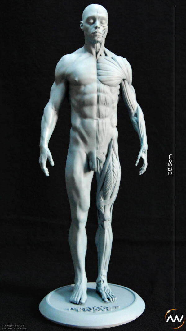 Male Anatomy Muscles - 1/5 Statue