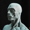 Male Anatomy Muscles - 1/5 Statue
