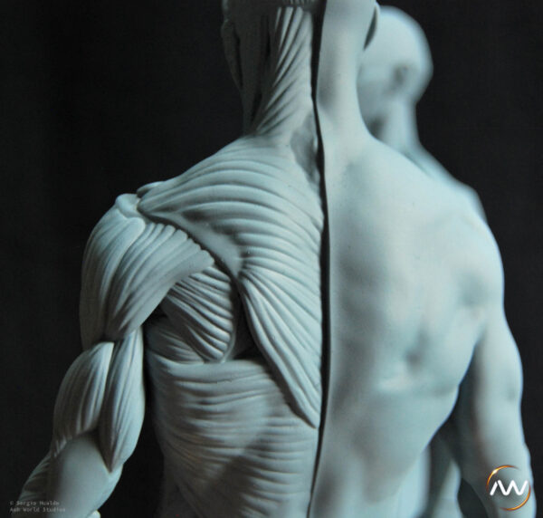 Male Anatomy Muscles & Planes - 1/5 Statue
