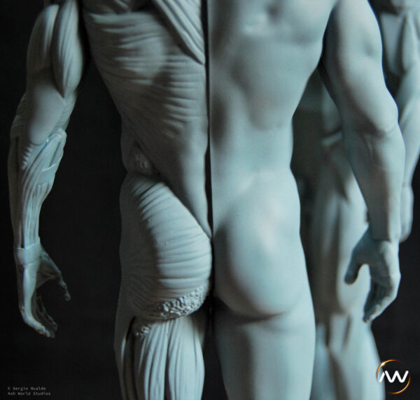 Male Anatomy Muscles & Planes - 1/5 Statue