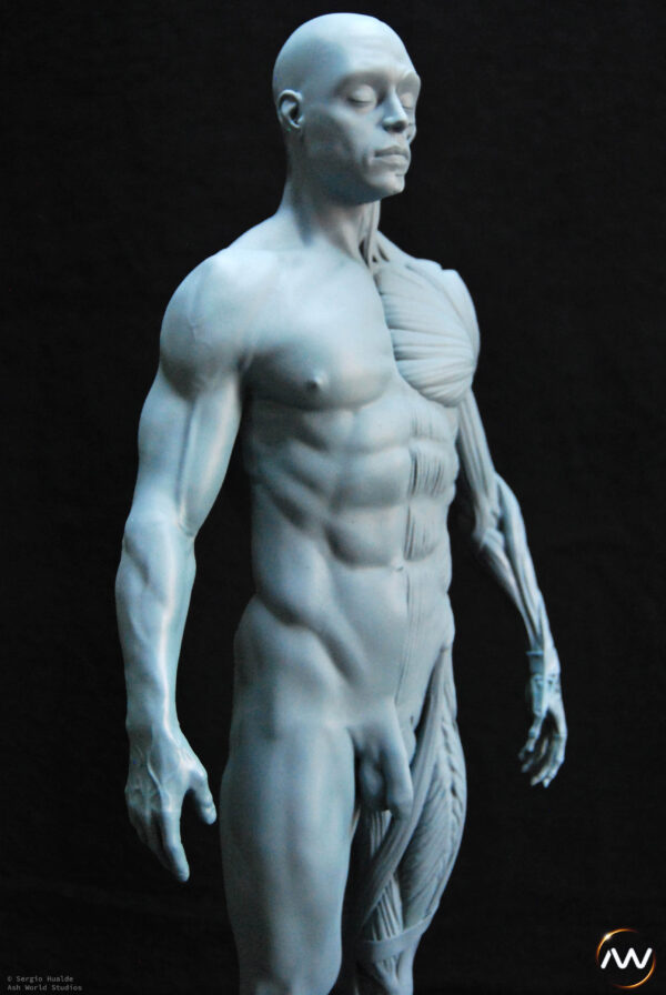 Male Anatomy Muscles - 1/5 Statue