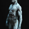 Male Anatomy Muscles - 1/5 Statue