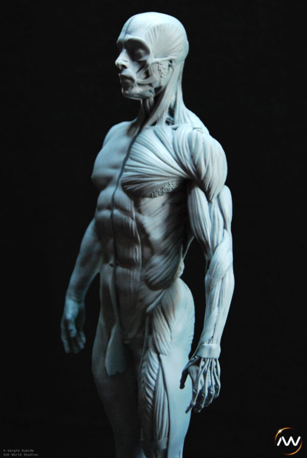 Male Anatomy Muscles - 1/5 Statue