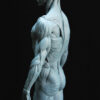 Male Anatomy Muscles - 1/5 Statue