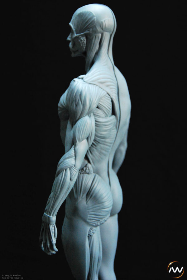 Male Anatomy Muscles - 1/5 Statue