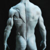 Male Anatomy Muscles - 1/5 Statue