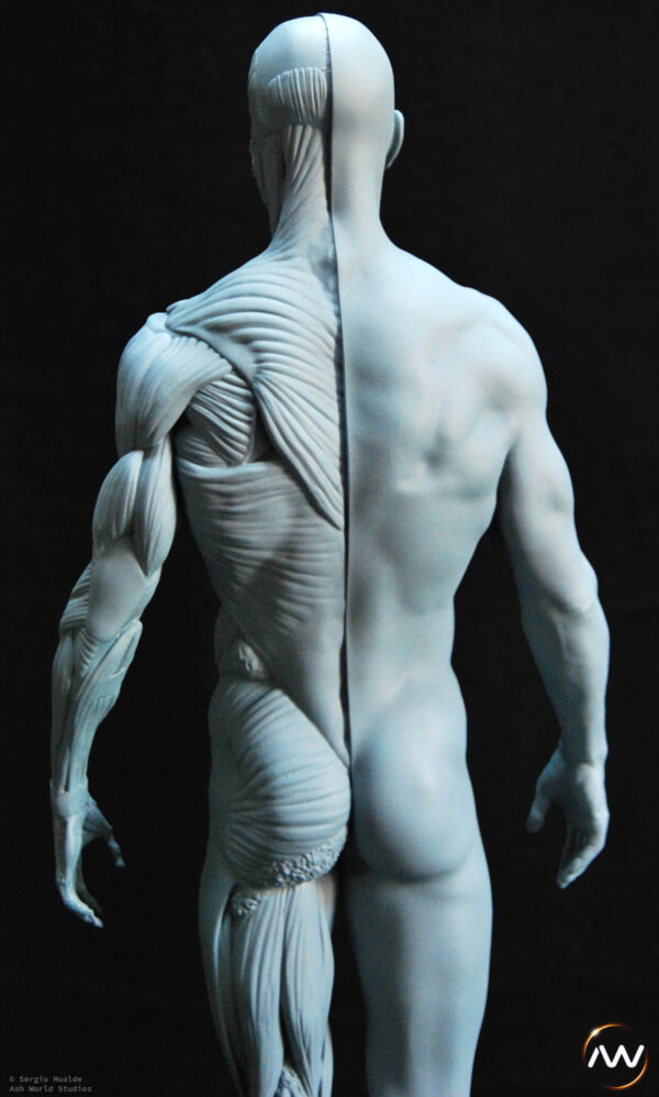 Male Anatomy Muscles - 1/5 Statue