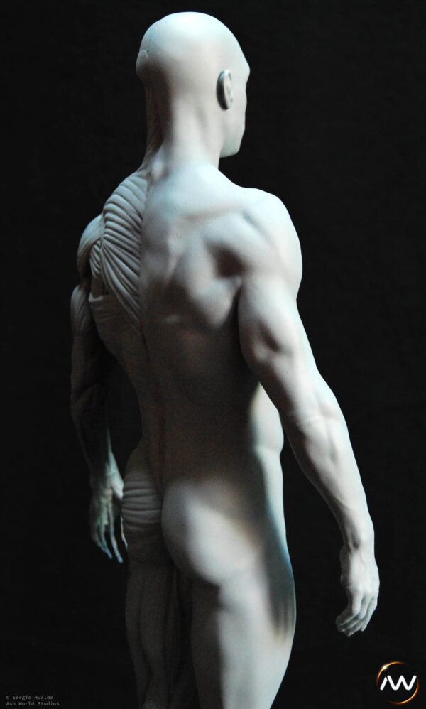 Male Anatomy Muscles - 1/5 Statue