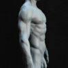 Male Anatomy Muscles - 1/5 Statue