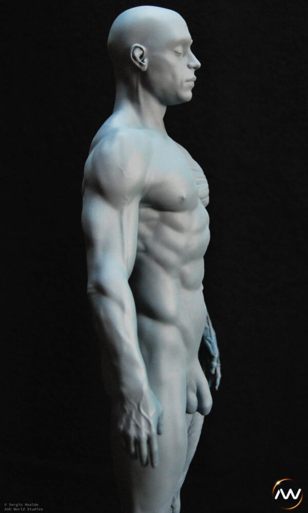 Male Anatomy Muscles - 1/5 Statue