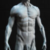 Male Anatomy Muscles - 1/5 Statue