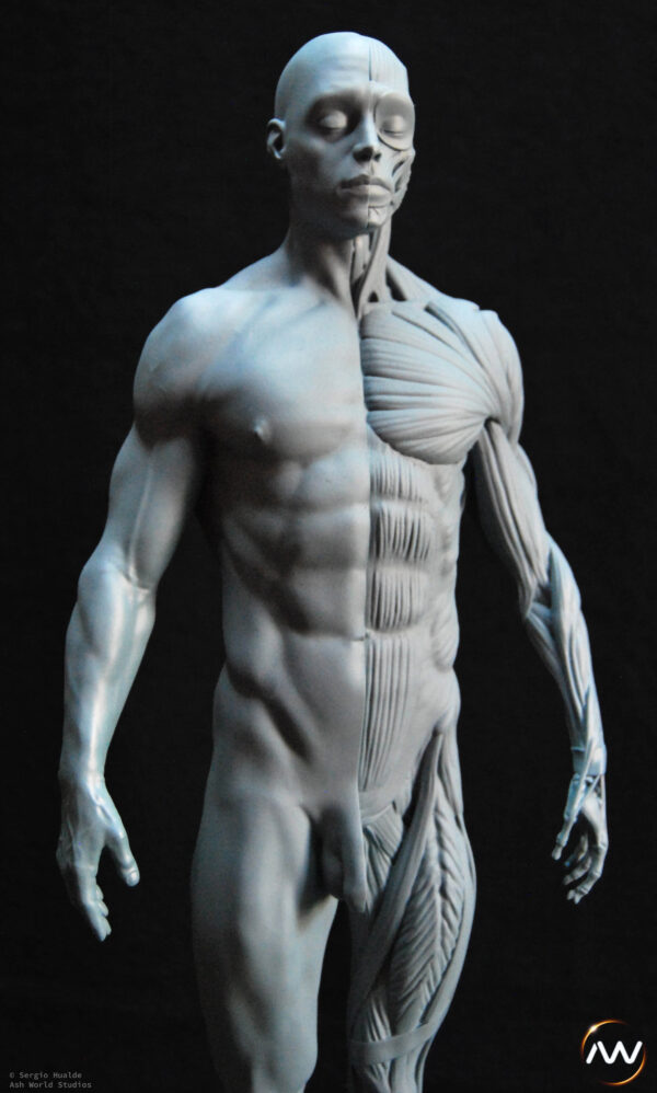 Male Anatomy Muscles - 1/5 Statue