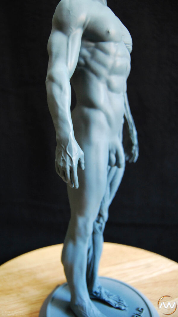 Male Anatomy Muscles - 1/5 Statue