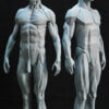 Male Anatomy Muscles & Planes - 1/5 Statue
