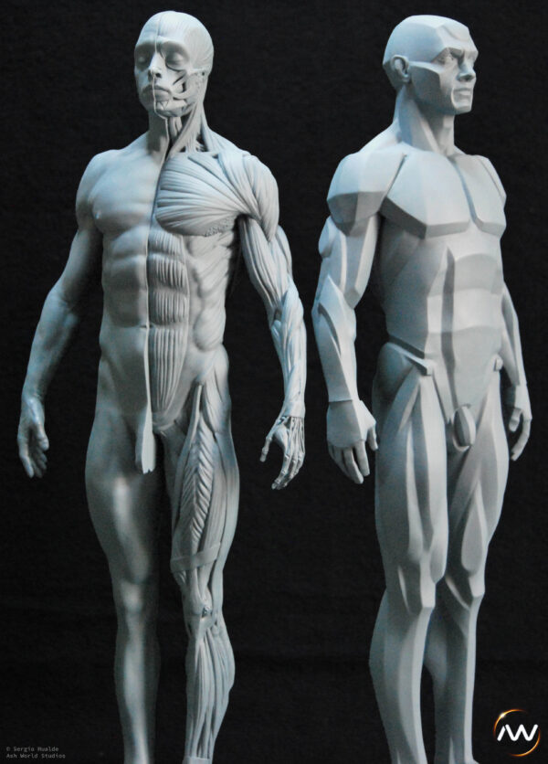 Male Anatomy Muscles & Planes - 1/5 Statue