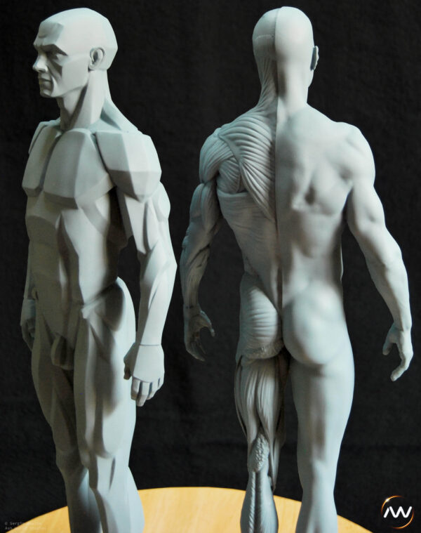 Male Anatomy Muscles & Planes - 1/5 Statue