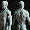 Male Anatomy Muscles & Planes - 1/5 Statue