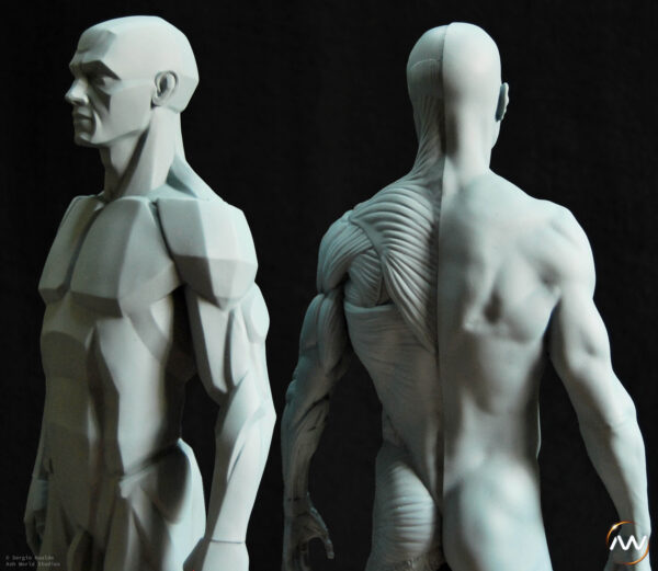 Male Anatomy Muscles & Planes - 1/5 Statue