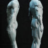 Male Anatomy Muscles & Planes - 1/5 Statue
