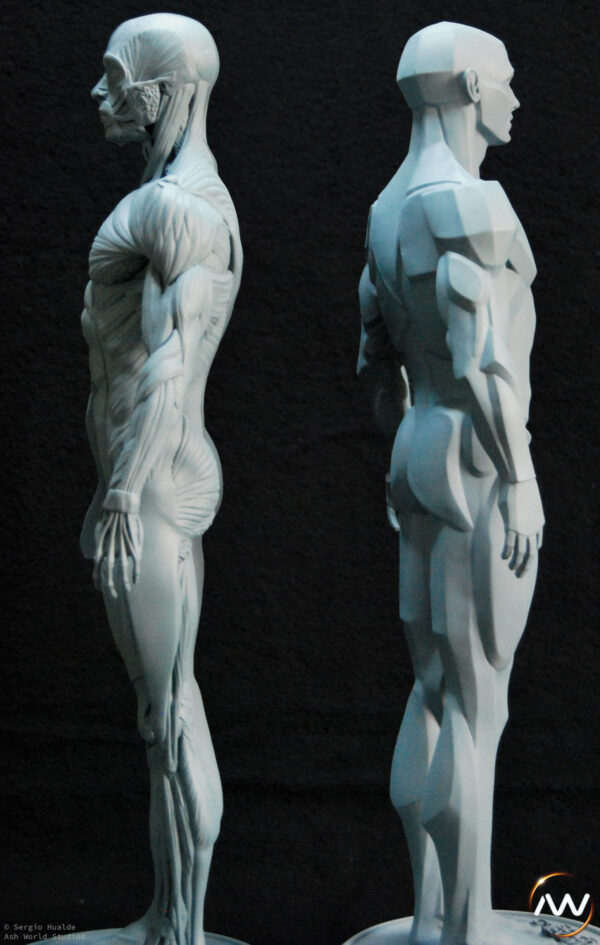 Male Anatomy Muscles & Planes - 1/5 Statue