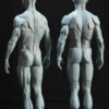 Male Anatomy Muscles & Planes - 1/5 Statue