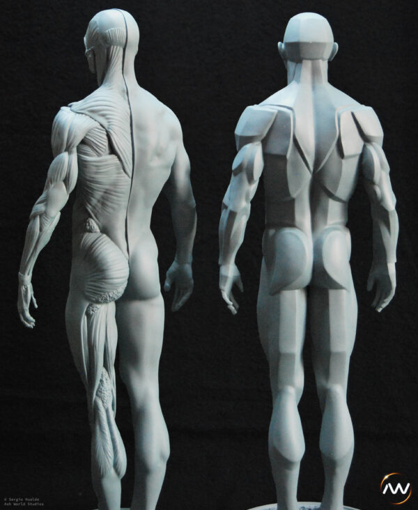 Male Anatomy Muscles & Planes - 1/5 Statue