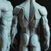 Male Anatomy Muscles & Planes - 1/5 Statue