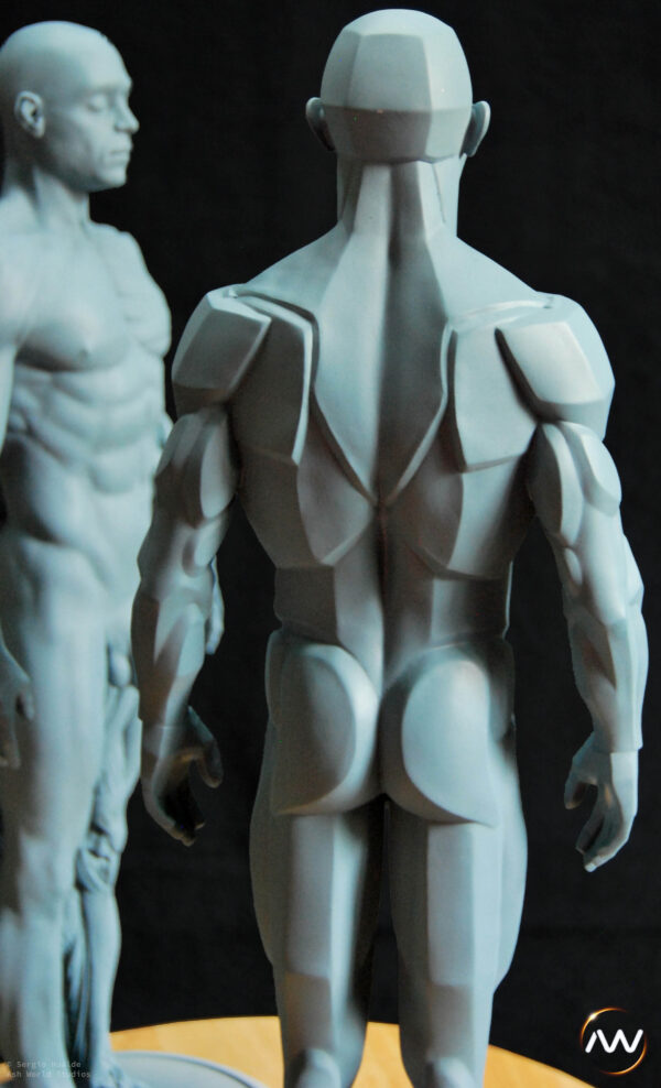Male Anatomy Muscles & Planes - 1/5 Statue