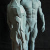 Male Anatomy Muscles & Planes - 1/5 Statue