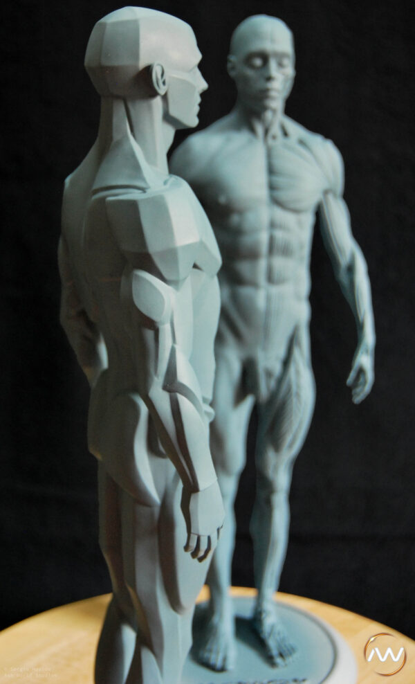 Male Anatomy Muscles & Planes - 1/5 Statue