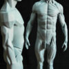 Male Anatomy Muscles & Planes - 1/5 Statue