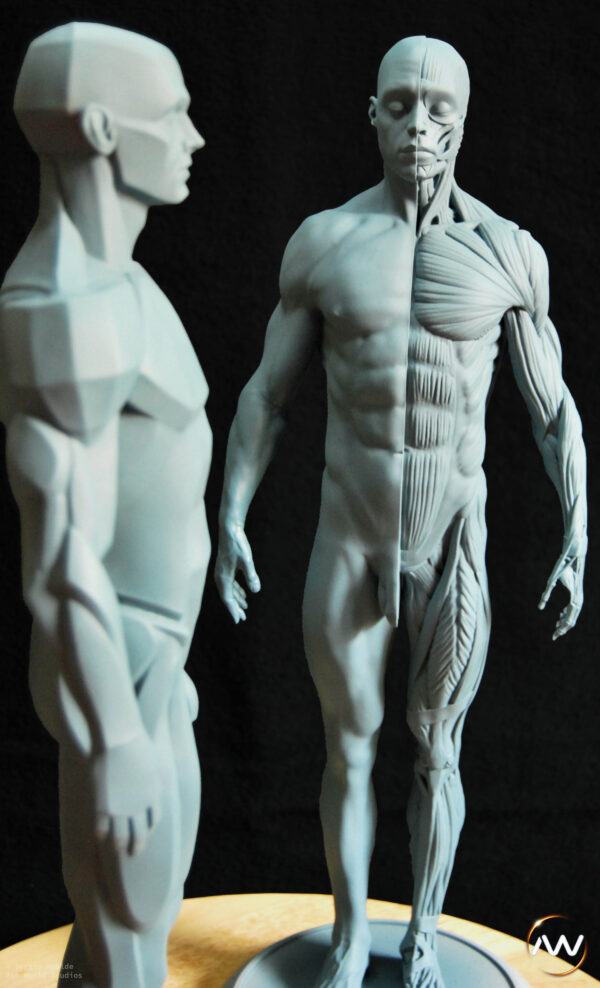 Male Anatomy Muscles & Planes - 1/5 Statue
