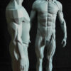 Male Anatomy Muscles & Planes - 1/5 Statue