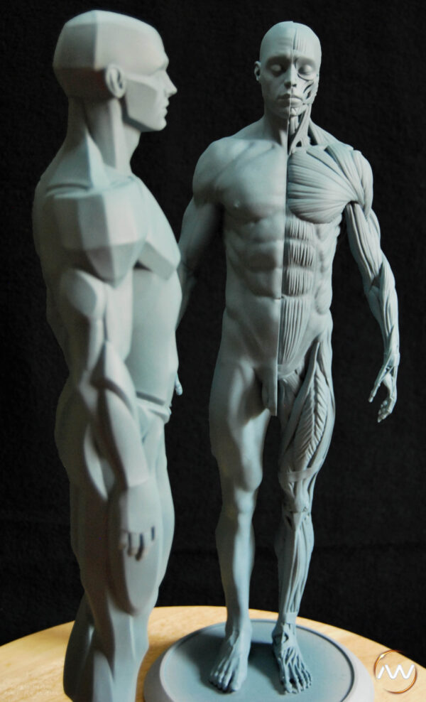 Male Anatomy Muscles & Planes - 1/5 Statue