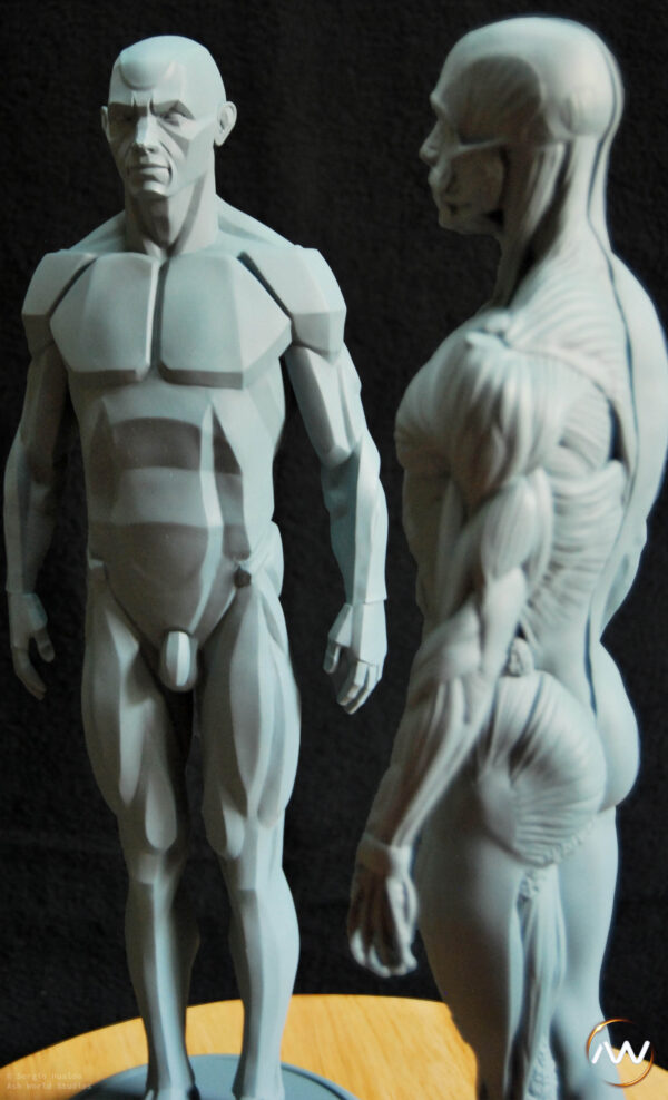 Male Anatomy Muscles & Planes - 1/5 Statue
