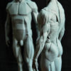 Male Anatomy Muscles & Planes - 1/5 Statue