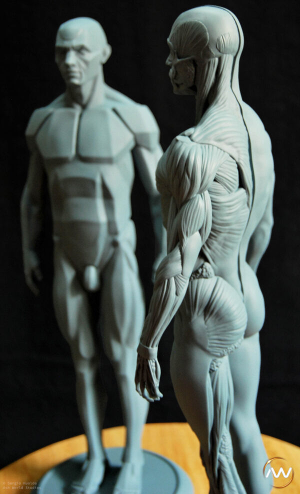 Male Anatomy Muscles & Planes - 1/5 Statue