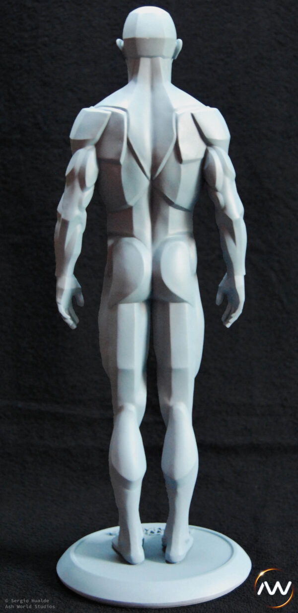 Male Anatomy Planes - 1/5 Statue