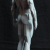 Male Anatomy Planes - 1/5 Statue