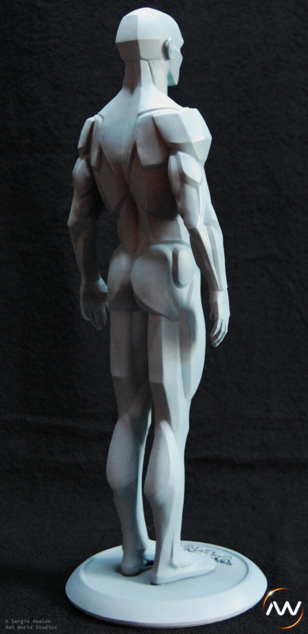 Male Anatomy Planes - 1/5 Statue