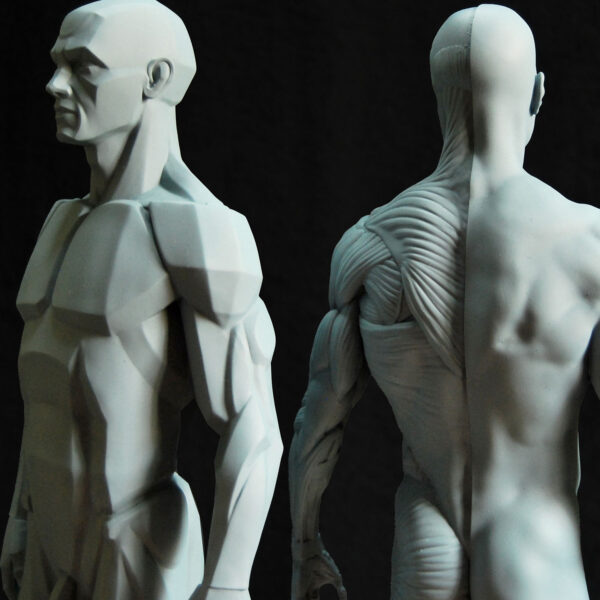 Male Anatomy Muscles & Planes - 1/5 Statue