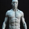 Male Anatomy Muscles - 1/5 Statue