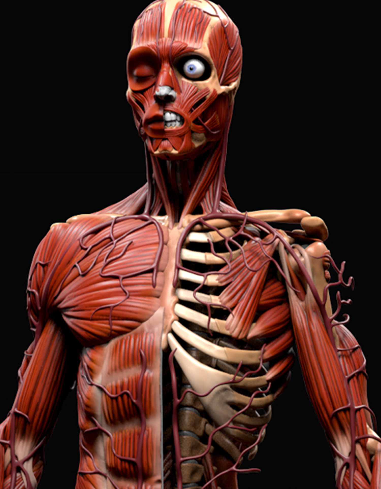 La Anatomía al Descubierto